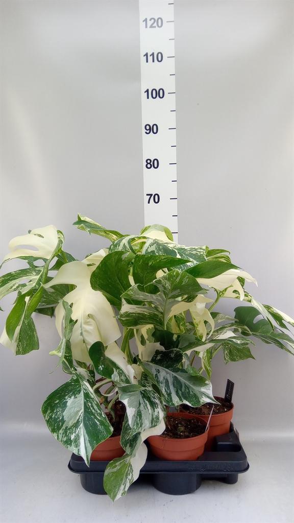 Горшечные цветы и растения оптом Monstera Delic. variegata от 4шт из Голландии с доставкой по России