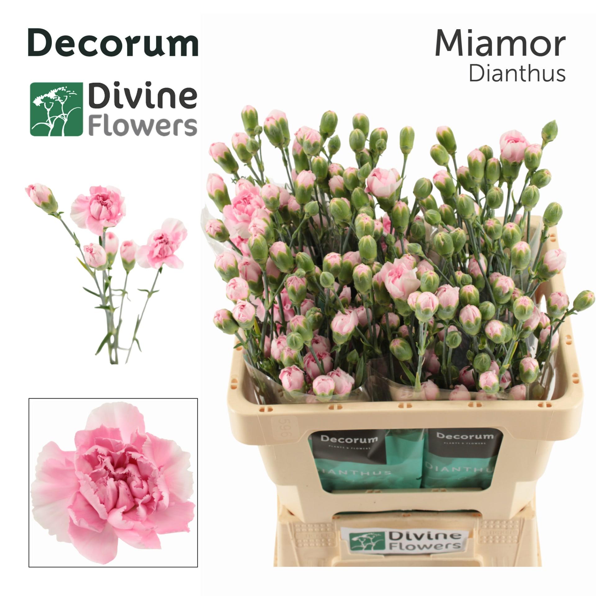 Срезанные цветы оптом Dianthus sp miamor от 60шт из Голландии с доставкой по России