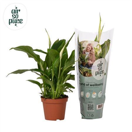 Горшечные цветы и растения оптом Spathiphyllum Chopin от 18шт (для телеги) из Голландии с доставкой по России