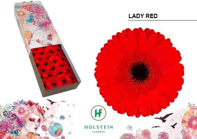 Срезанные цветы оптом Gerbera lady red от 50шт из Голландии с доставкой по России