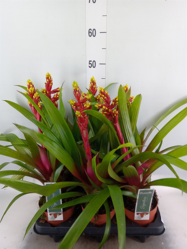 Горшечные цветы и растения оптом Guzmania   ... от 6шт из Голландии с доставкой по России
