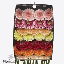 Срезанные цветы оптом Gerbera diamond gerponi big mix in row от 45шт из Голландии с доставкой по России