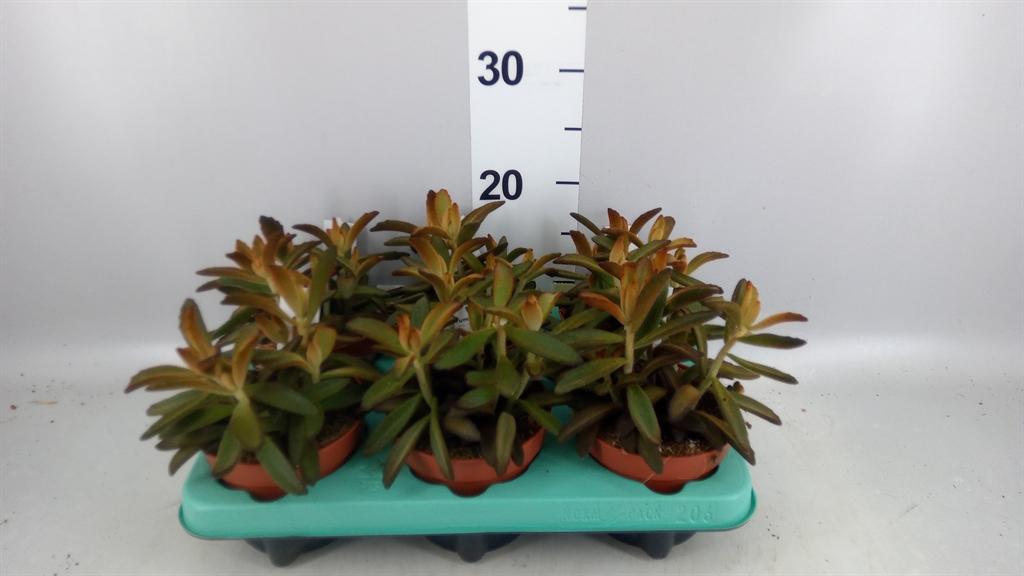 Горшечные цветы и растения оптом Kalanchoe Nf Tomentosa от 6шт из Голландии с доставкой по России