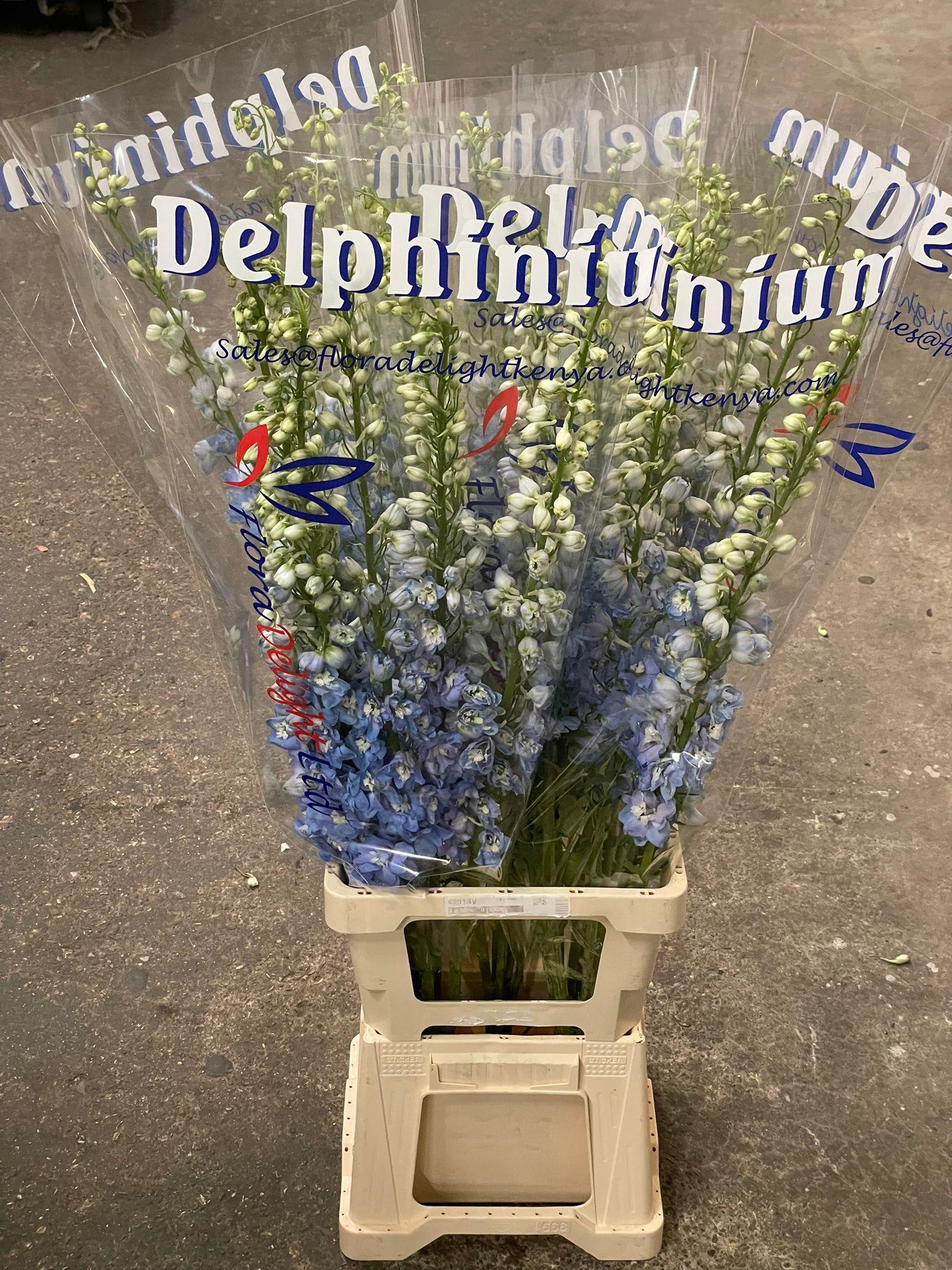 Срезанные цветы оптом Delphinium do magic fountains skyblue whitebee от 25шт из Голландии с доставкой по России