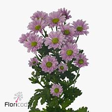 Срезанные цветы оптом Chrys sa krissi от 75шт из Голландии с доставкой по России