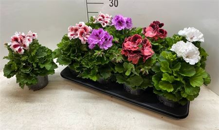 Горшечные цветы и растения оптом Pelargonium Grandi Mix от 8шт из Голландии с доставкой по России