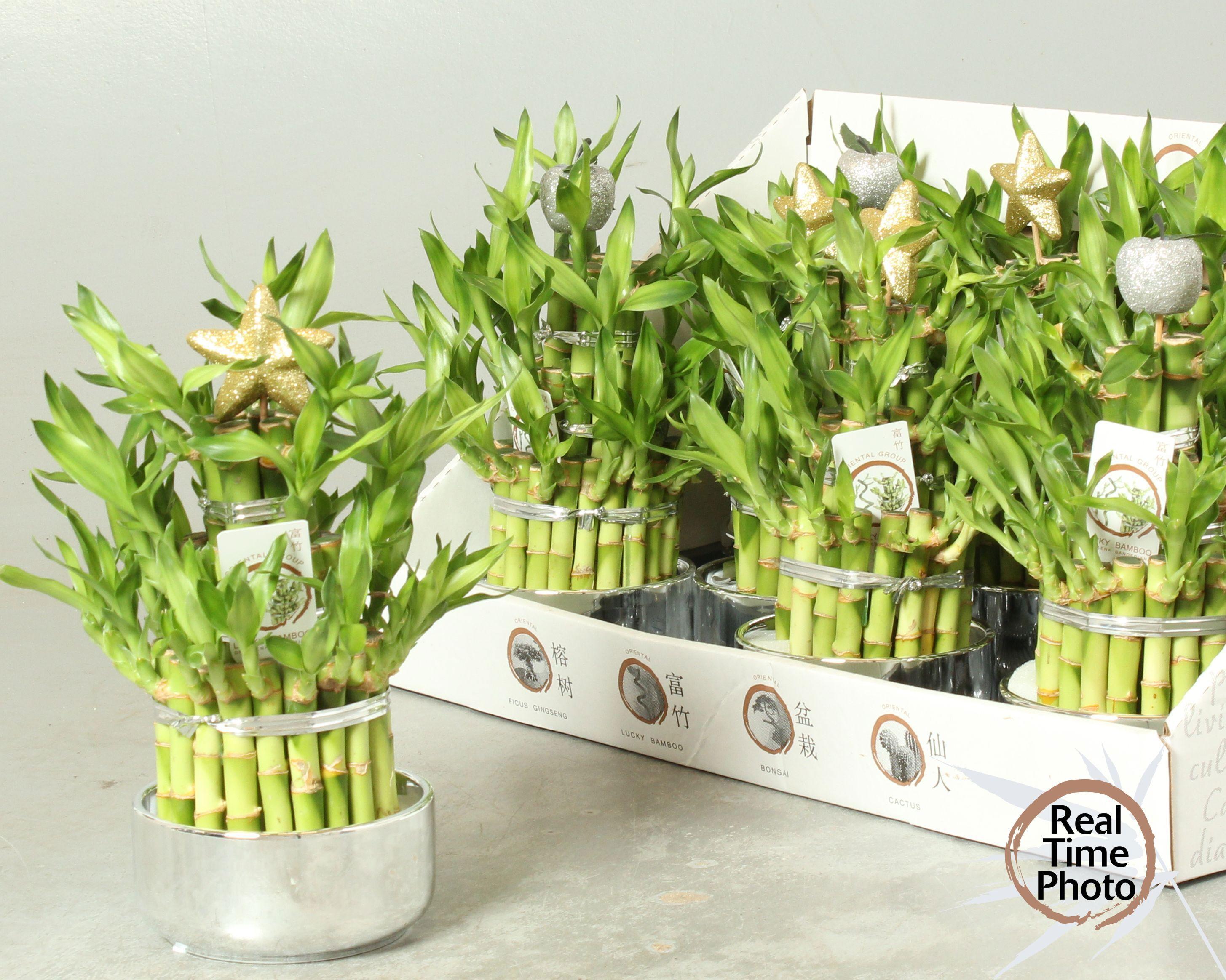 Горшечные цветы и растения оптом Dra Lucky Bamboo от 8шт из Голландии с доставкой по России