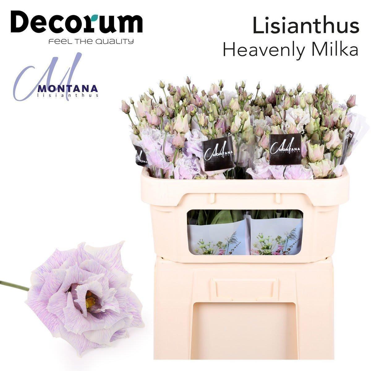 Срезанные цветы оптом Lisianthus do paint heavenly milka от 140шт из Голландии с доставкой по России