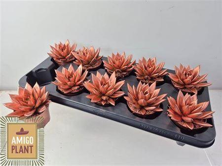 Горшечные цветы и растения оптом Echeveria Coloured Love Mix от 10шт (для телеги) из Голландии с доставкой по России