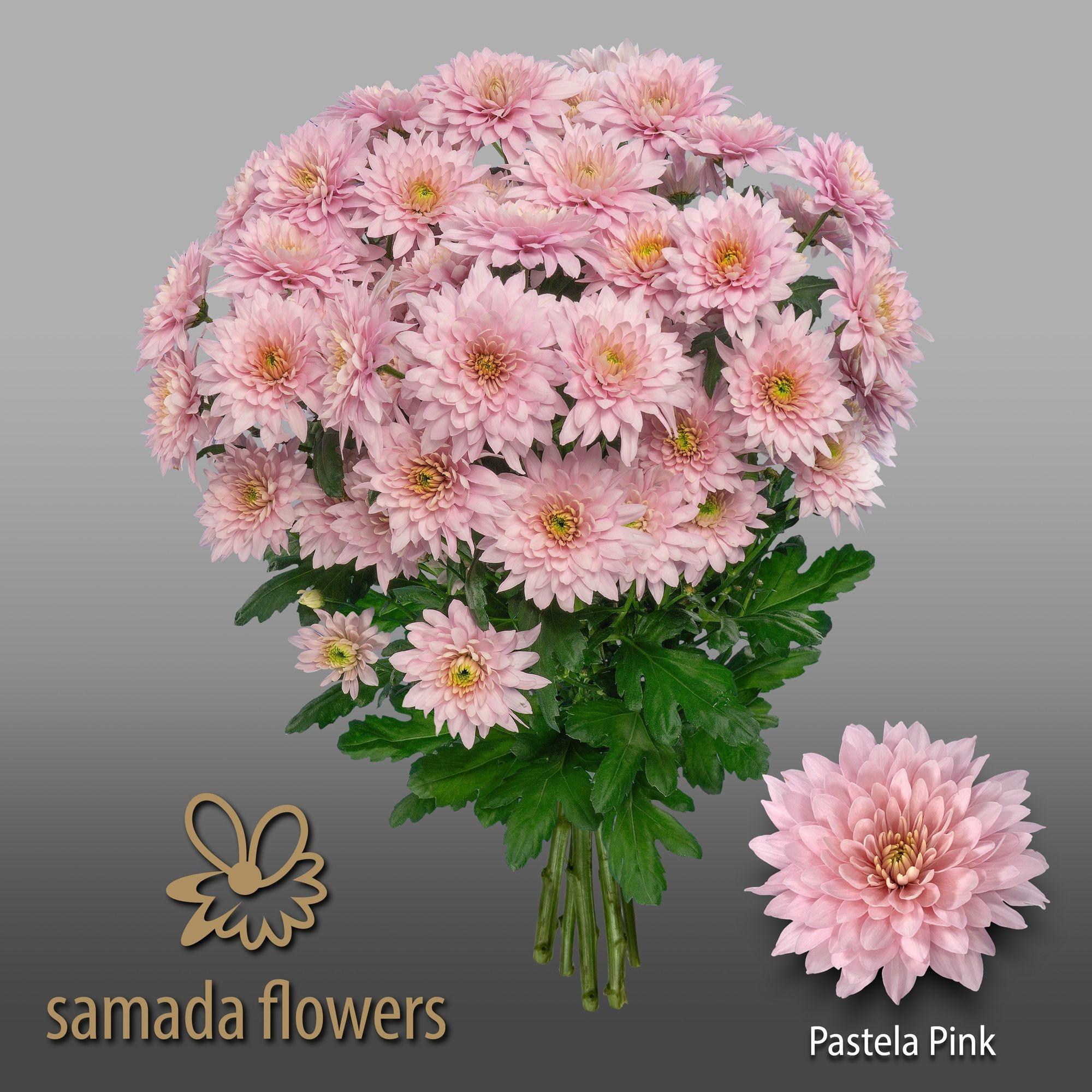 Срезанные цветы оптом Chrys sp pastela pink от 80шт из Голландии с доставкой по России