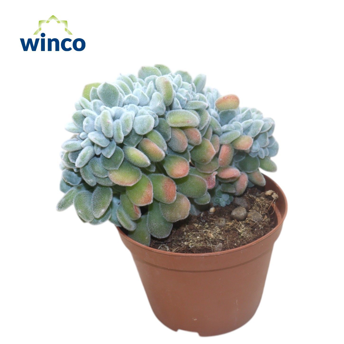 Горшечные цветы и растения оптом Echeveria Frosty Cristata от 10шт из Голландии с доставкой по России