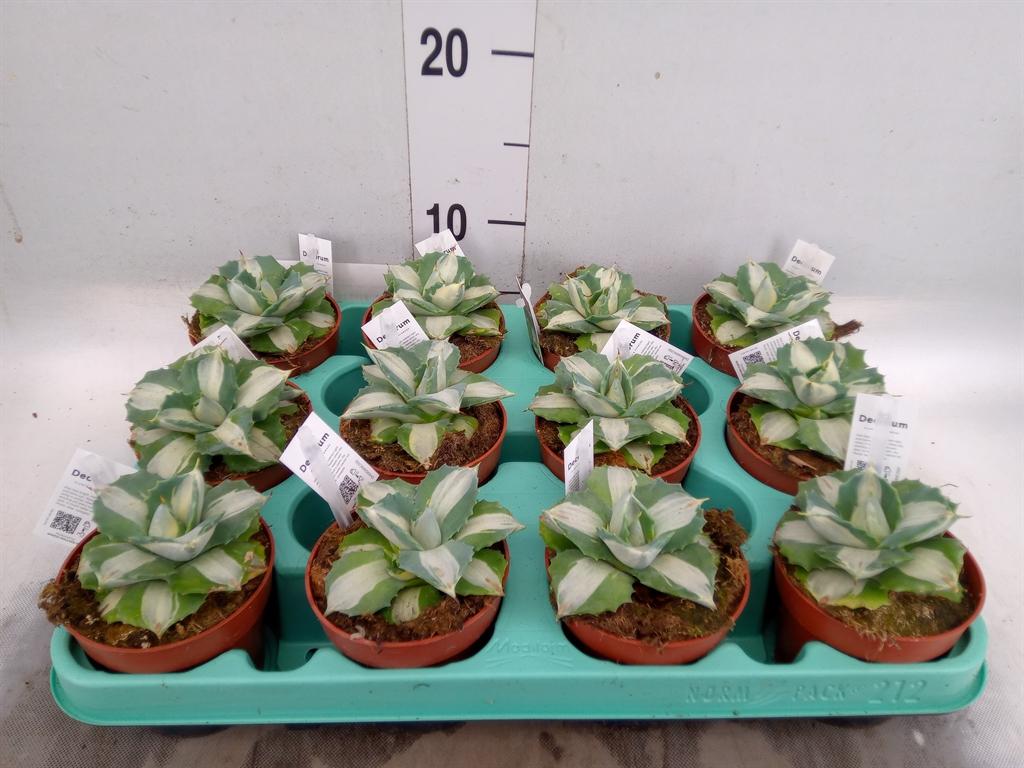 Горшечные цветы и растения оптом Agave   ... от 12шт (для телеги) из Голландии с доставкой по России