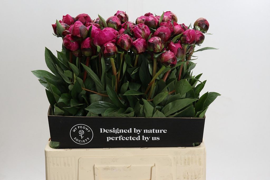 Срезанные цветы оптом Paeonia kansas от 60шт из Голландии с доставкой по России