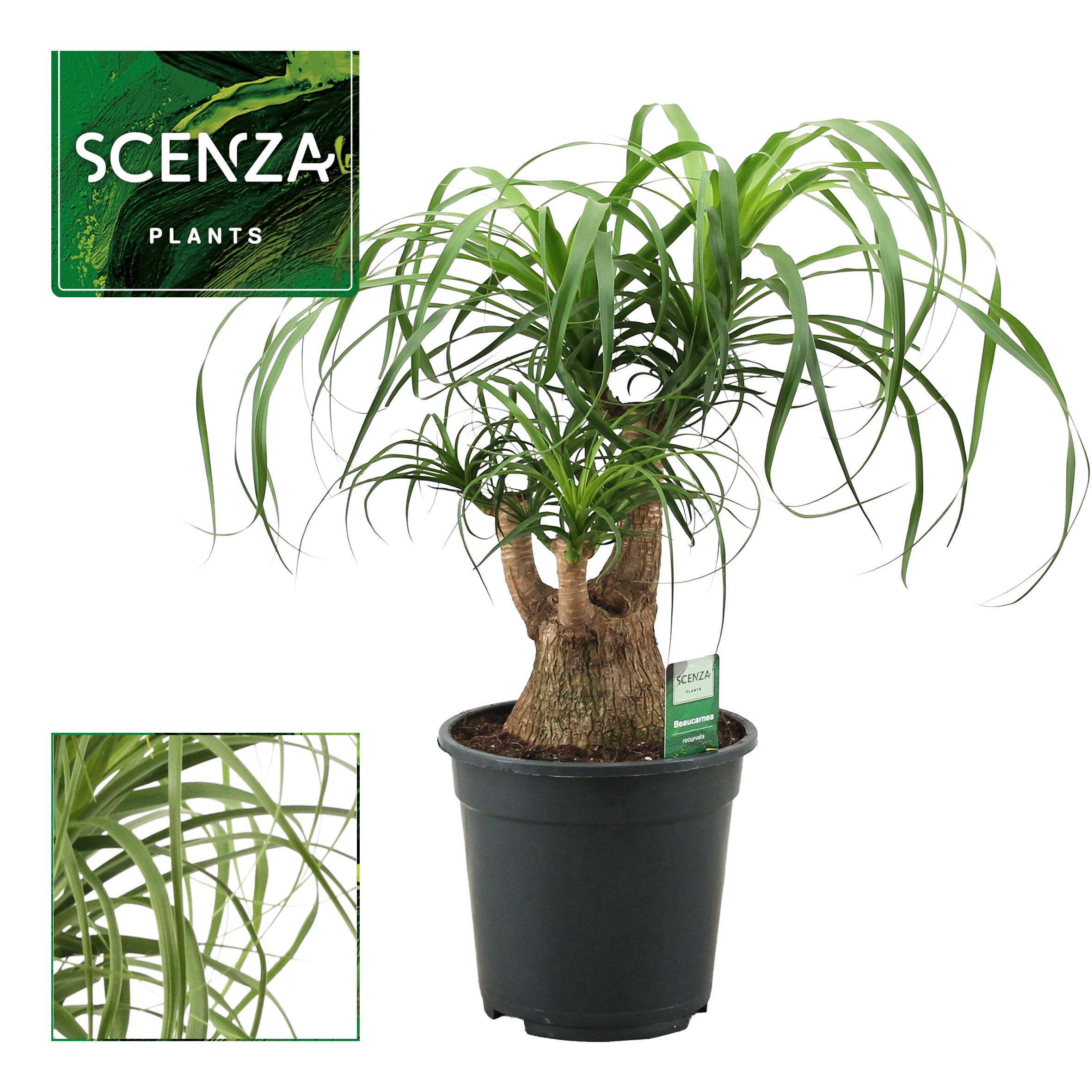 Горшечные цветы и растения оптом Beaucarnea Bol (decorum) A от 1шт из Голландии с доставкой по России