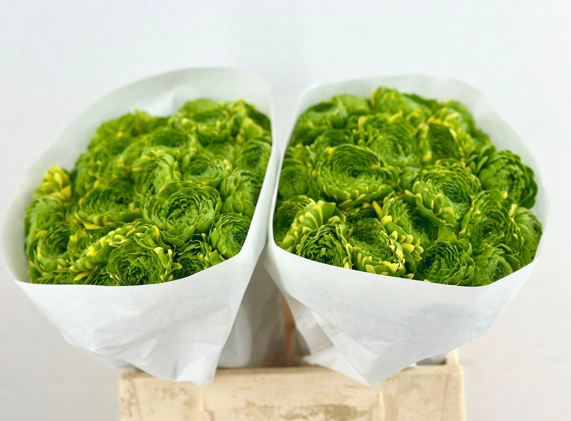 Срезанные цветы оптом Ranunculus pon pon peterpan от 60шт из Голландии с доставкой по России