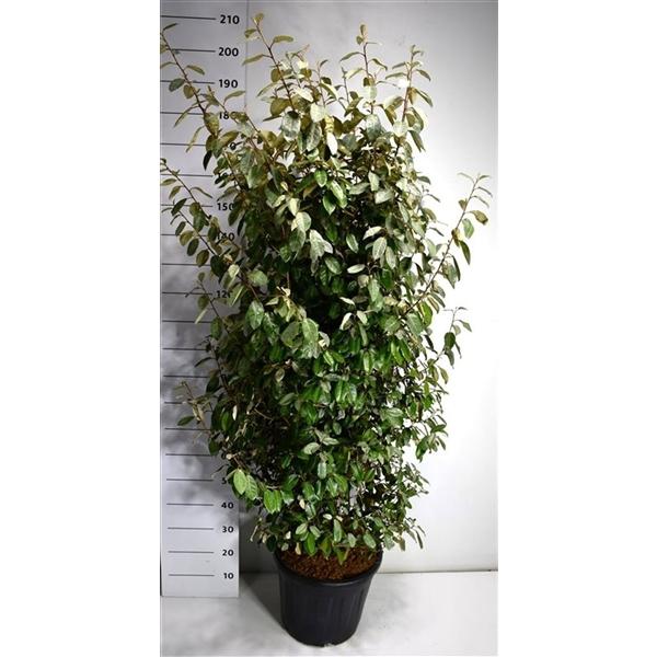 Горшечные цветы и растения оптом Elaeagnus Ebb Compacta от 1шт из Голландии с доставкой по России