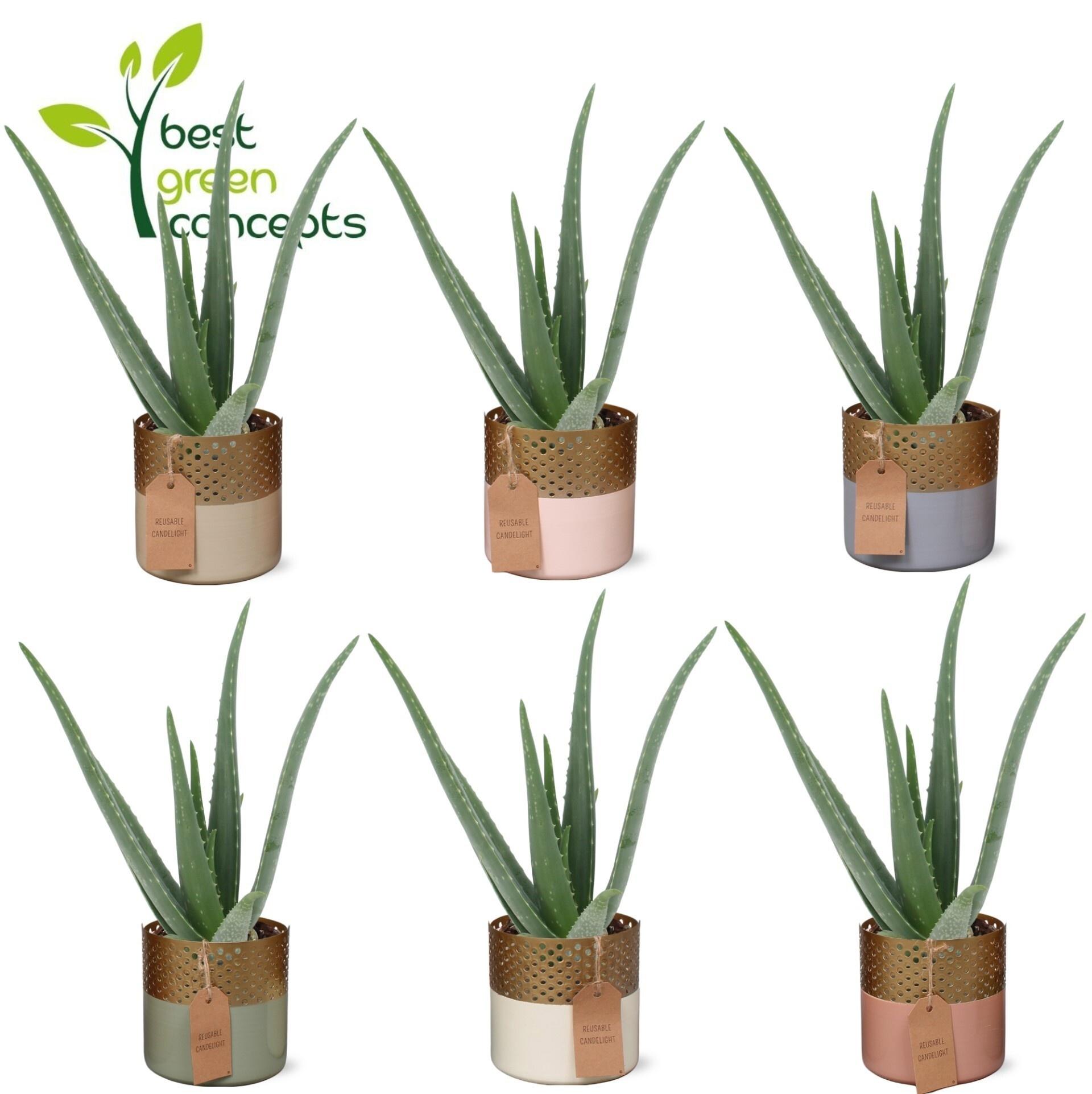 Горшечные цветы и растения оптом Aloe Vera A от 6шт из Голландии с доставкой по России