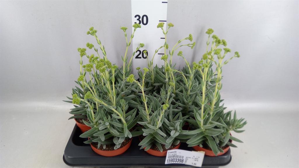 Горшечные цветы и растения оптом Crassula ... от 9шт из Голландии с доставкой по России