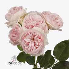 Срезанные цветы оптом Rosa sp pomponella summerhouse от 20шт из Голландии с доставкой по России