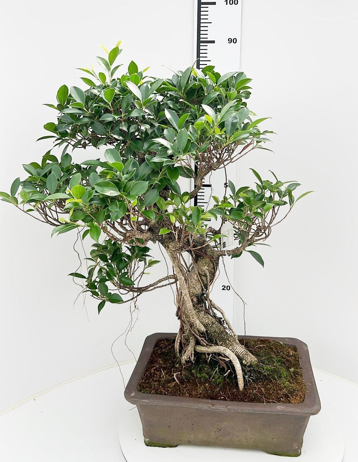 Горшечные цветы и растения оптом Bonsai Ficus Retusa от 1шт из Голландии с доставкой по России