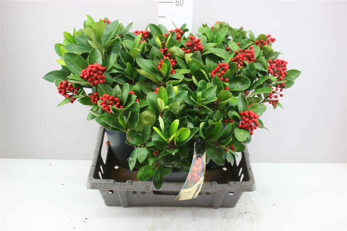 Горшечные цветы и растения оптом Skimmia Jap. Desire 10+ от 3шт из Голландии с доставкой по России