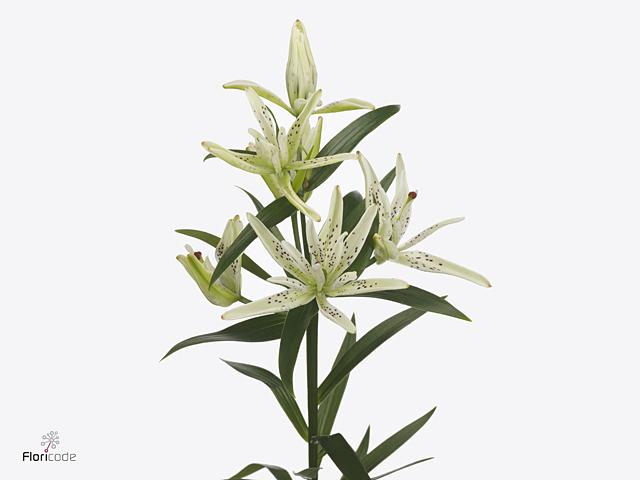 Срезанные цветы оптом Lilium as must see от 60шт из Голландии с доставкой по России