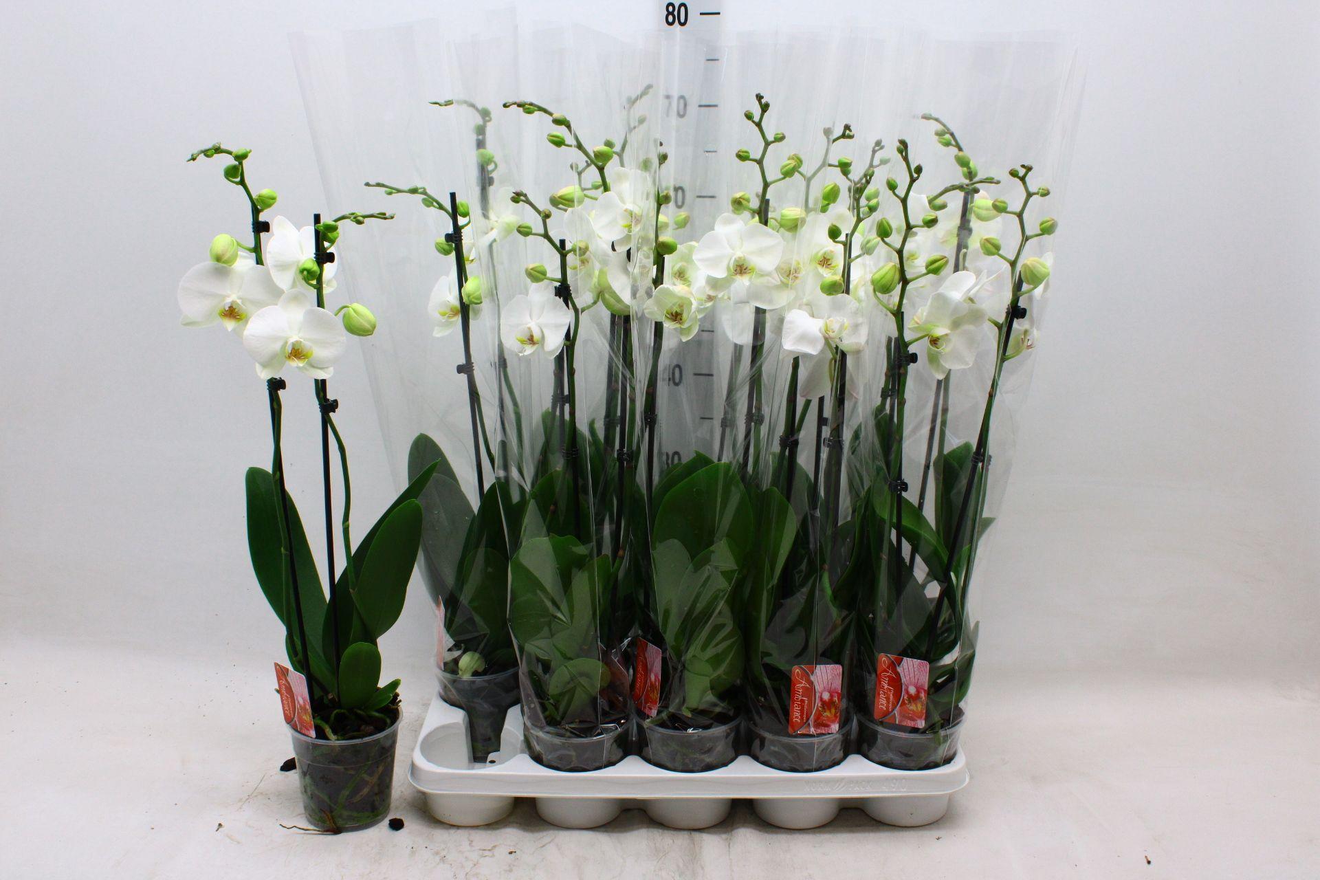 Горшечные цветы и растения оптом Phal F Snow Compass от 10шт из Голландии с доставкой по России