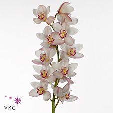 Срезанные цветы оптом Cymbidium pink mariangela от 8шт. из Голландии с доставкой по России