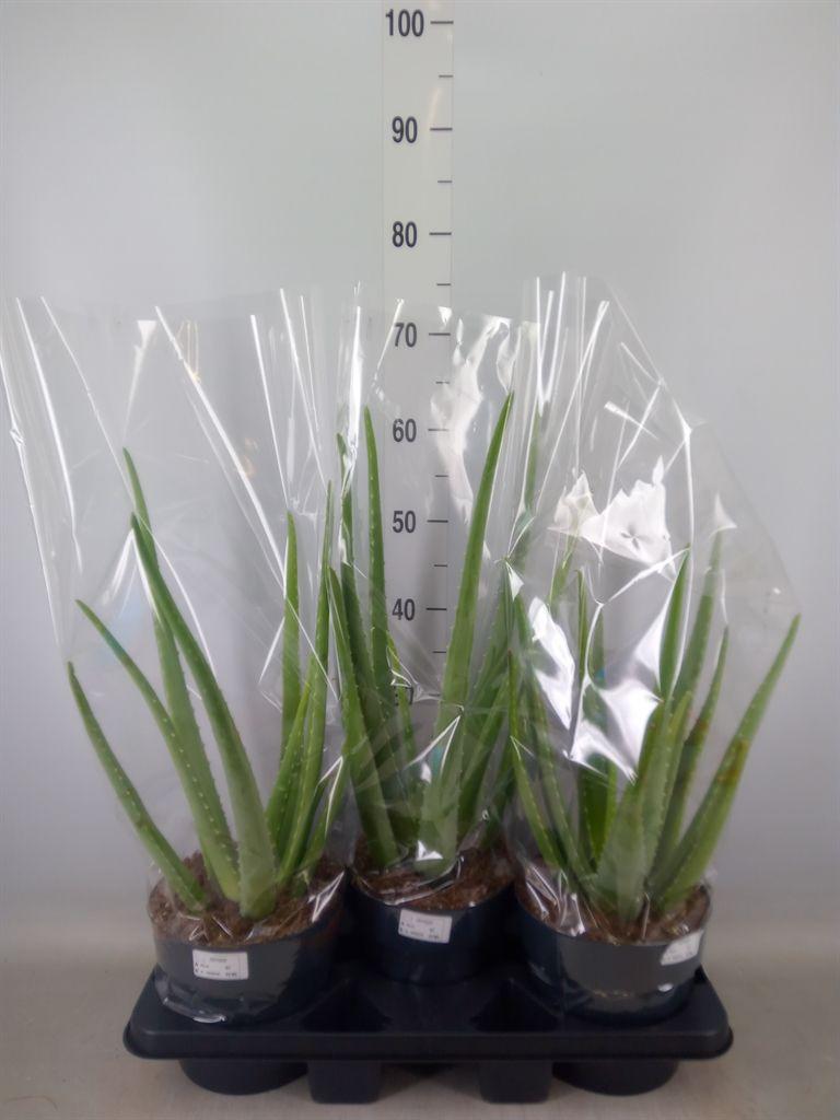 Горшечные цветы и растения оптом Aloe Vera от 3шт из Голландии с доставкой по России