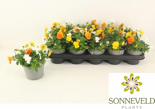 Горшечные цветы и растения оптом Vio Co Sorbet Gem от 10шт из Голландии с доставкой по России Горшечные цветы и растения оптом Vio Co Sorbet Gem от 10шт из Голландии с доставкой по России