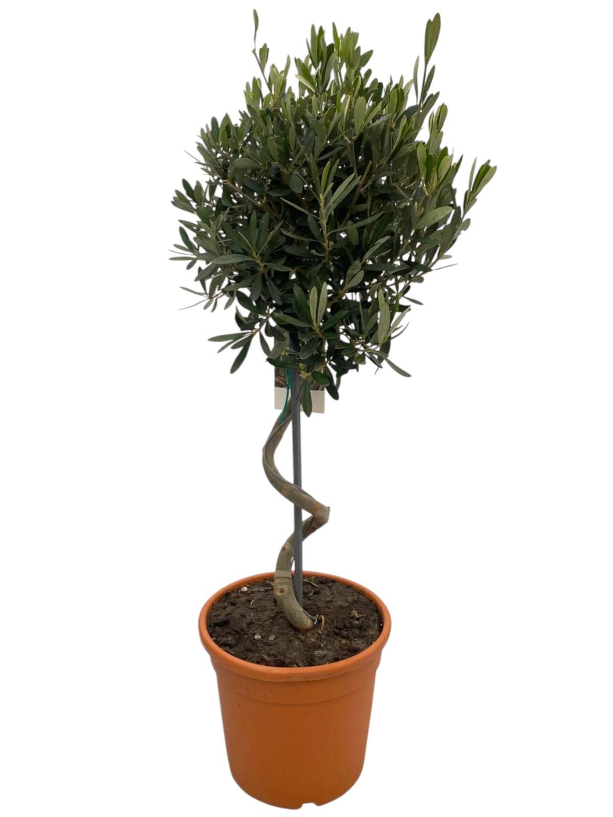 Горшечные цветы и растения оптом Olea Europaea Spiral Stem от 1шт из Голландии с доставкой по России