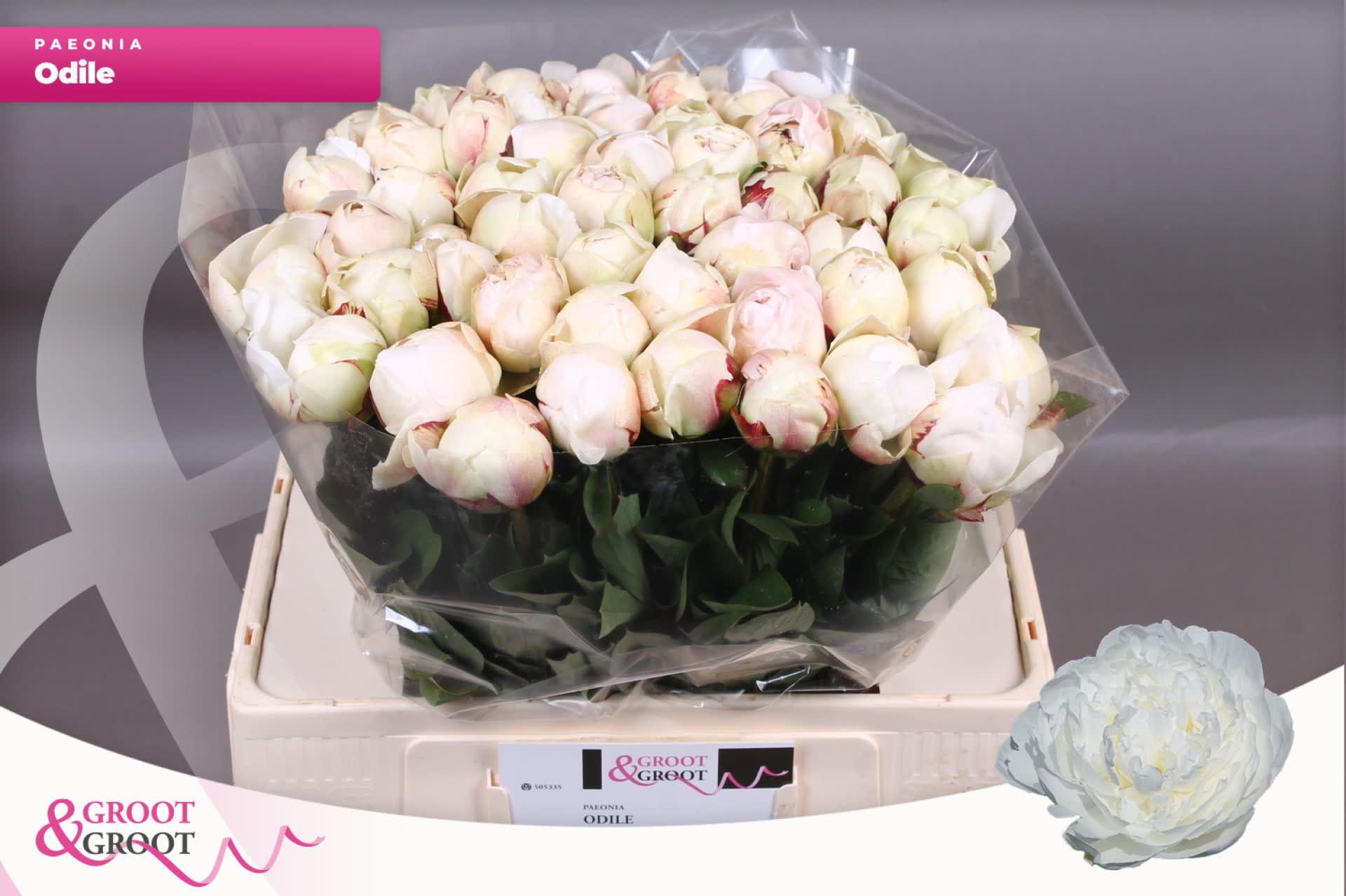 Срезанные цветы оптом Paeonia odile от 40шт из Голландии с доставкой по России
