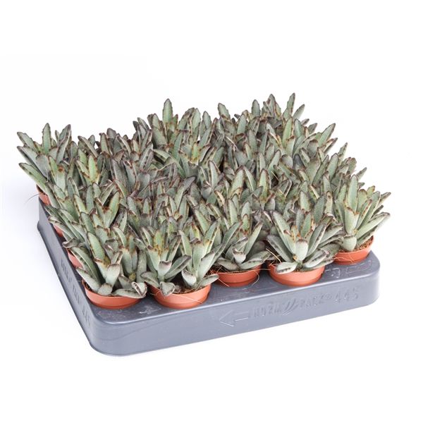 Горшечные цветы и растения оптом Kalanchoe Tomentosa Aida от 20шт из Голландии с доставкой по России