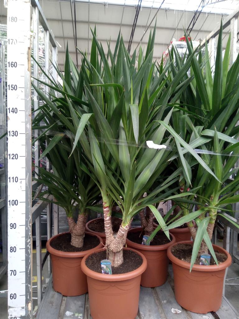 Горшечные цветы и растения оптом Yucca Elephantipes   ... от 1шт из Голландии с доставкой по России