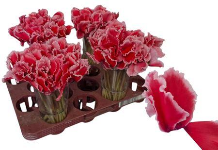 Срезанные цветы оптом Cyclamen (cutflower) bloem от 100шт из Голландии с доставкой по России