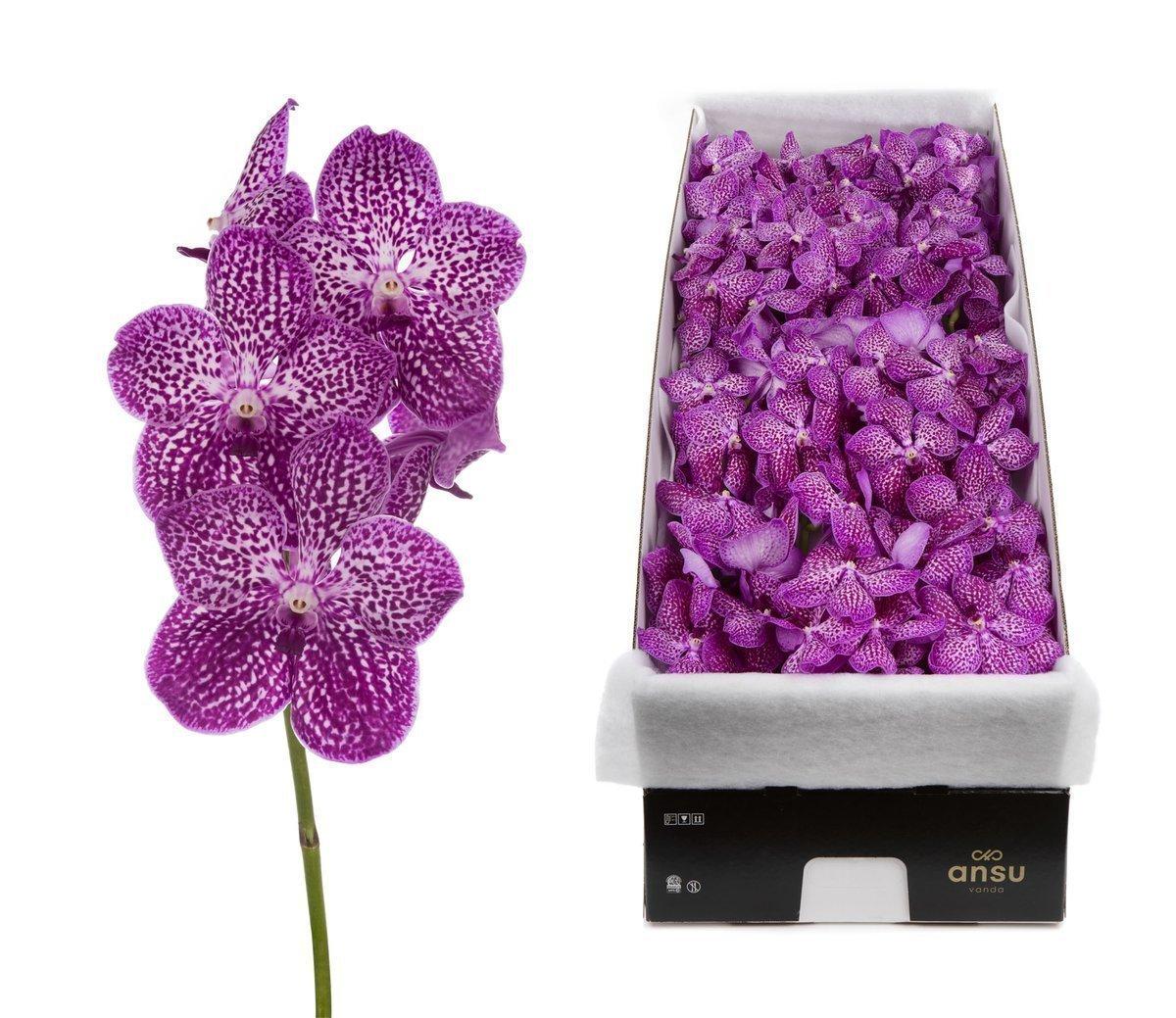 Срезанные цветы оптом Vanda sunanda lipstick per stem от 16шт из Голландии с доставкой по России