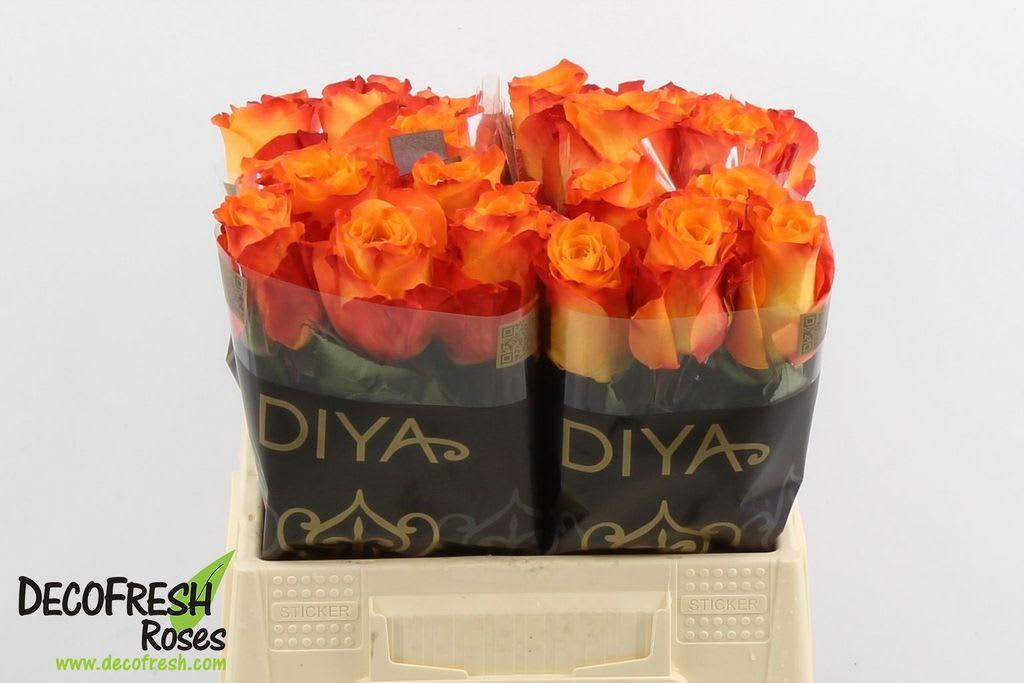 Срезанные цветы оптом Rosa large diyas fire от 40шт из Голландии с доставкой по России