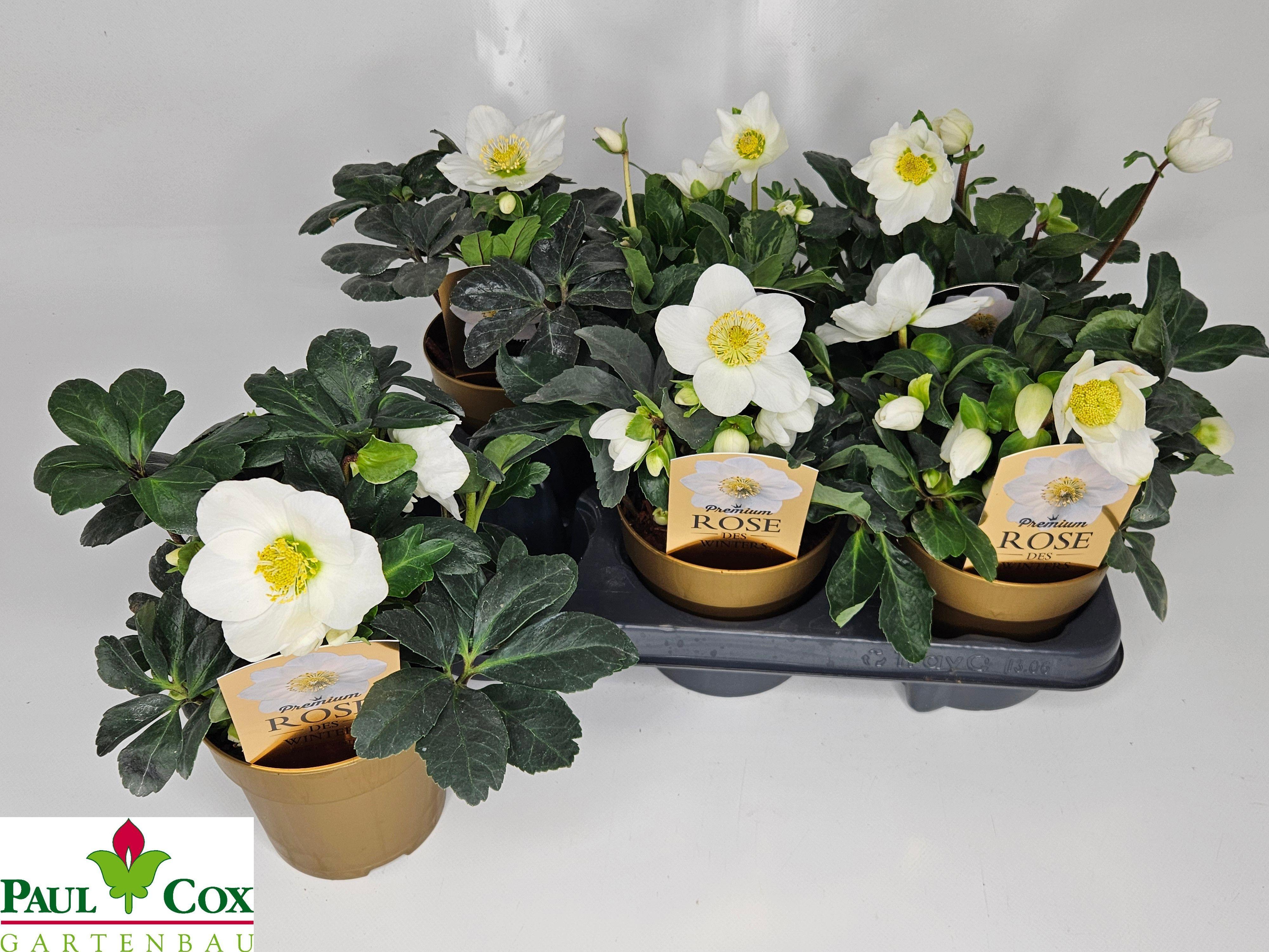 Горшечные цветы и растения оптом Hell Ni Chr Carol P12 от 6шт из Голландии с доставкой по России