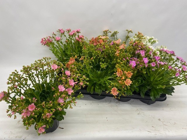 Горшечные цветы и растения оптом Lewi Co Happy Co Gem от 8шт из Голландии с доставкой по России