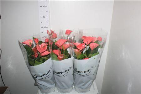 Горшечные цветы и растения оптом Anthu An Pink Champi 8+ от 6шт из Голландии с доставкой по России