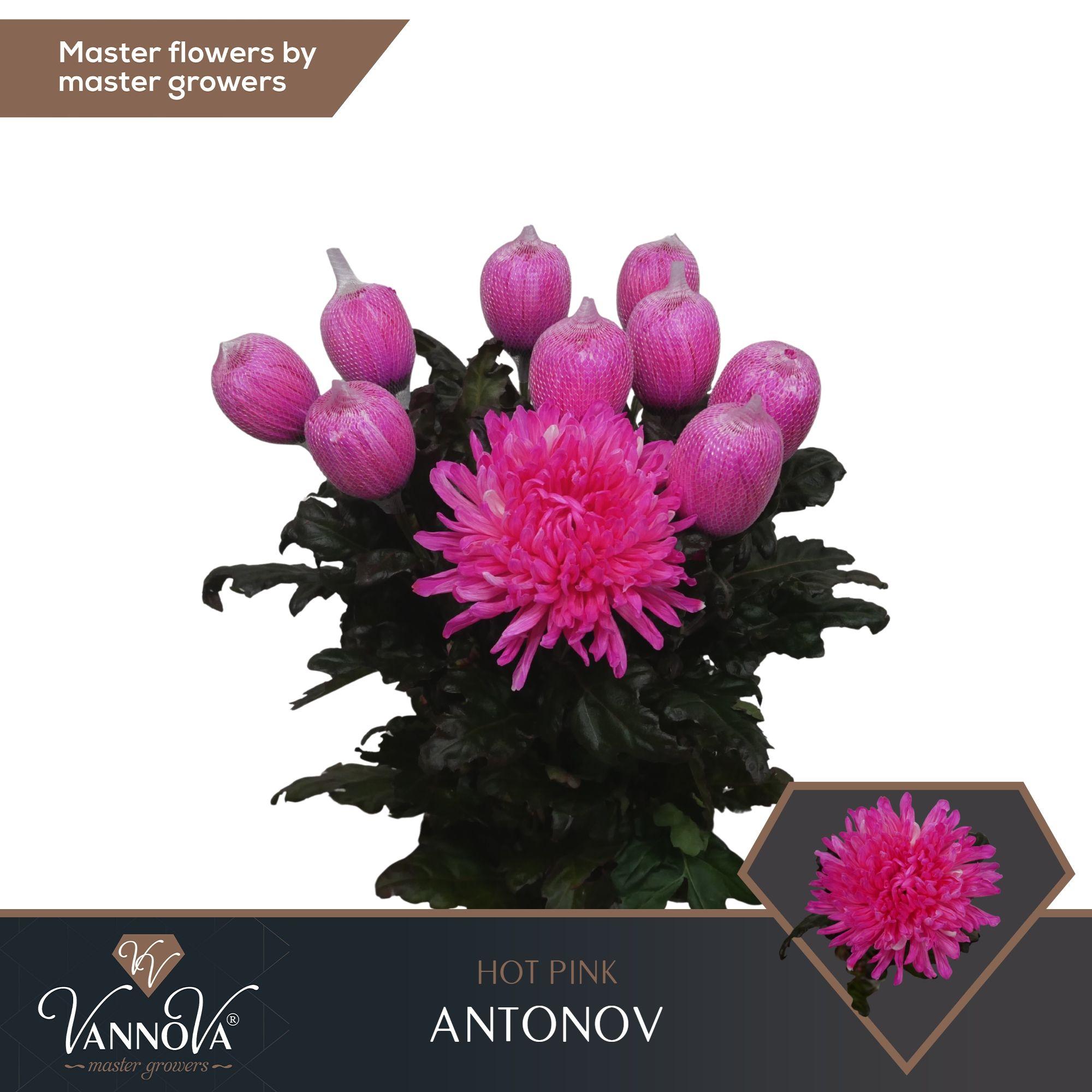 Срезанные цветы оптом Chrys bl paint antonov hot pink от 120шт. из Голландии с доставкой по России