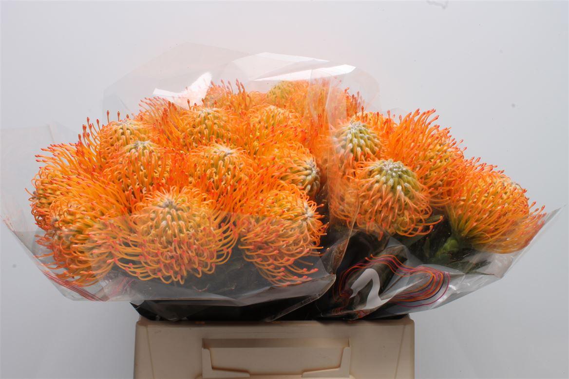 Срезанные цветы оптом Nutans ayoba sun от 30шт из Голландии с доставкой по России