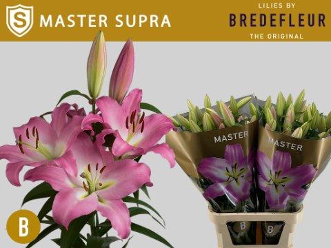 Срезанные цветы оптом Lilium or master от 30шт. из Голландии с доставкой по России