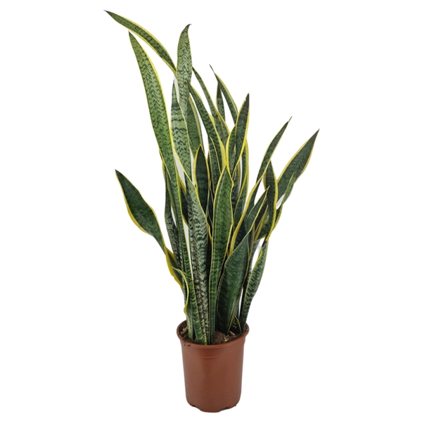 Горшечные цветы и растения оптом Sansevieria Trifasciata, Laurentii от 1шт из Голландии с доставкой по России