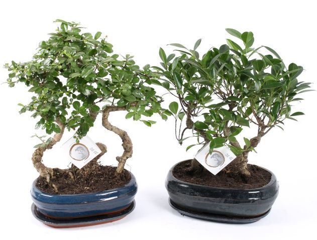 Горшечные цветы и растения оптом Bonsai   ...mix от 2шт из Голландии с доставкой по России