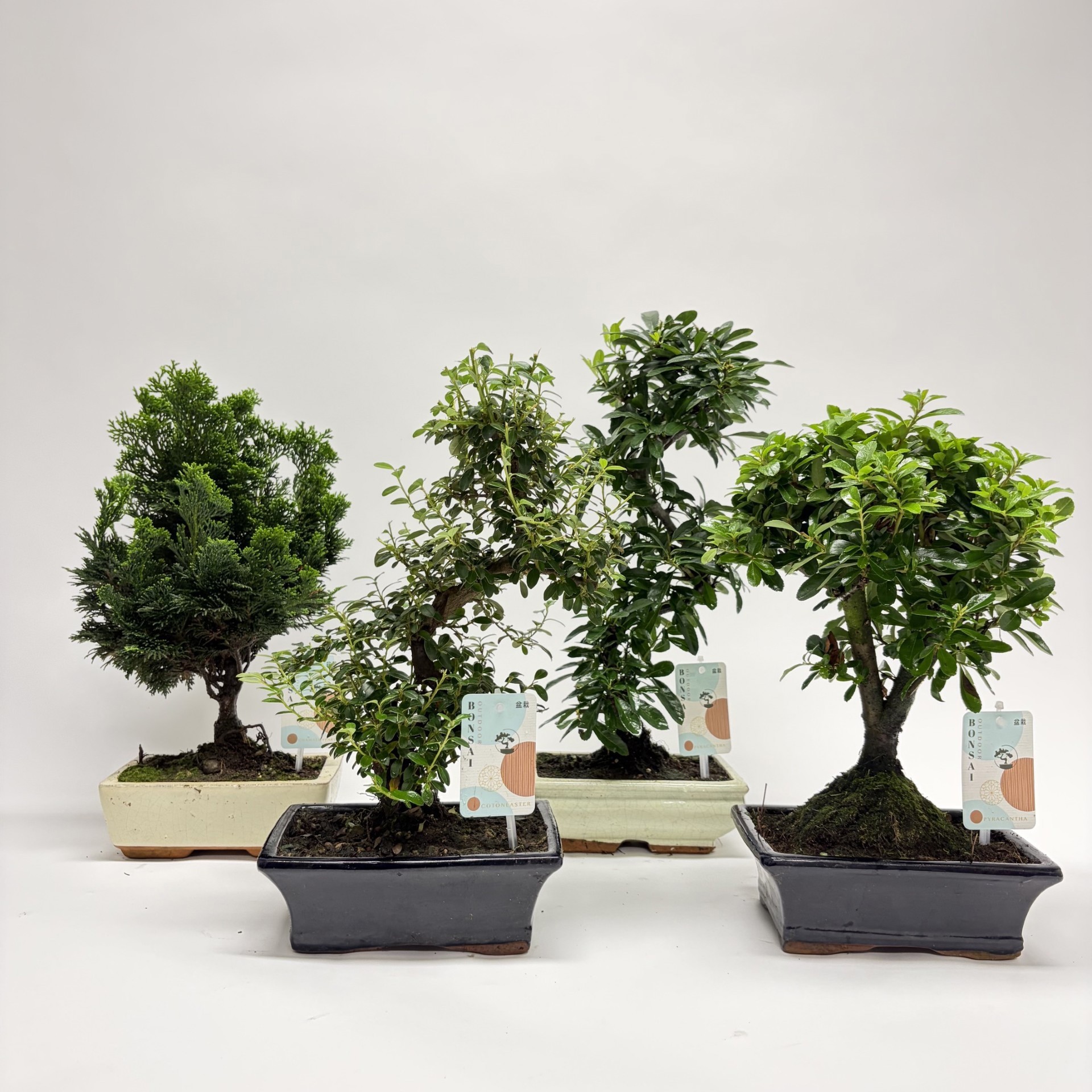 Горшечные цветы и растения оптом Bonsai Mix Mediterranean от 5шт из Голландии с доставкой по России