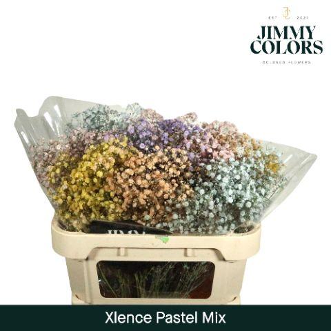 Срезанные цветы оптом Gyps large paint mix pastel от 25шт из Голландии с доставкой по России