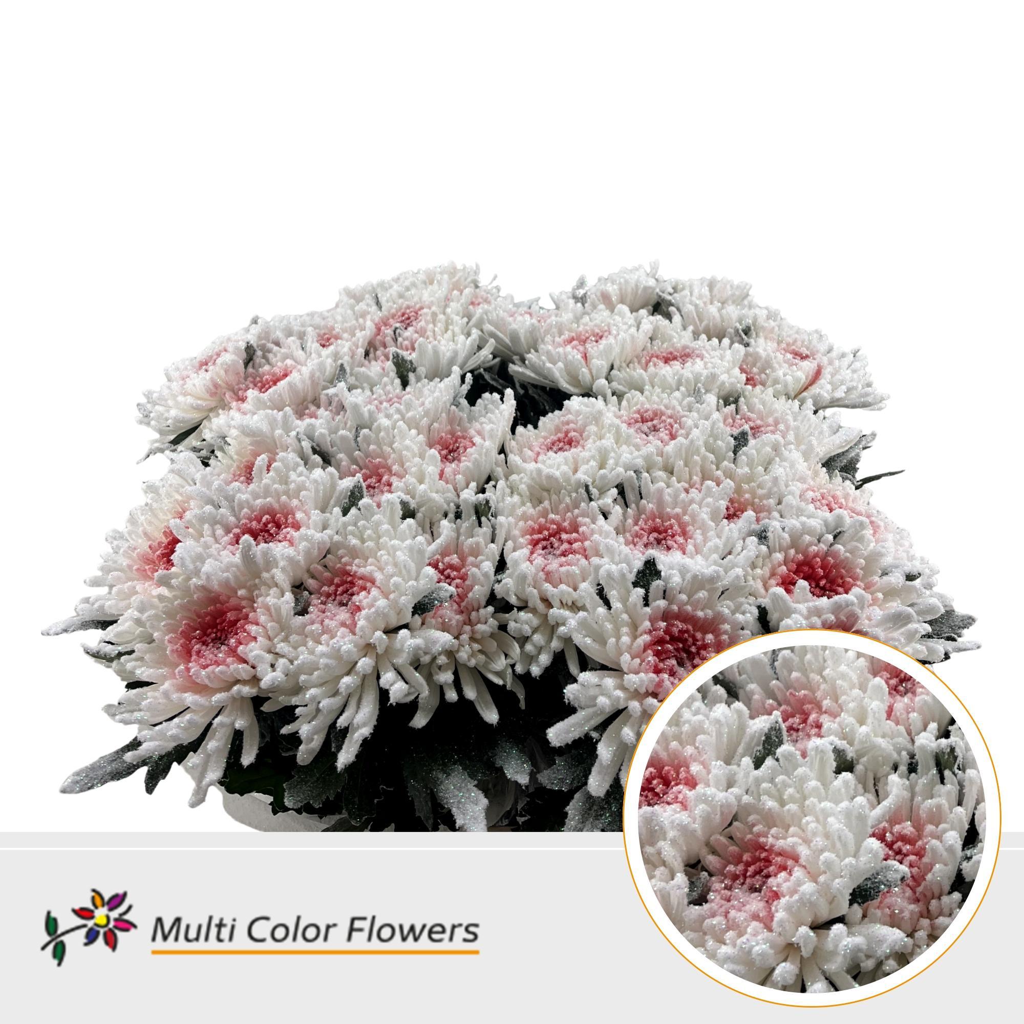 Срезанные цветы оптом Chrys bl paint topspin marshmallow pink от 40шт из Голландии с доставкой по России