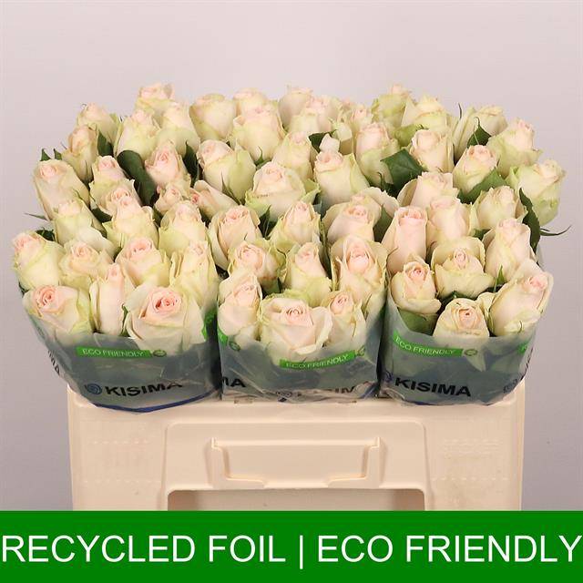 Срезанные цветы оптом Rosa large high & bridal от 50шт из Голландии с доставкой по России