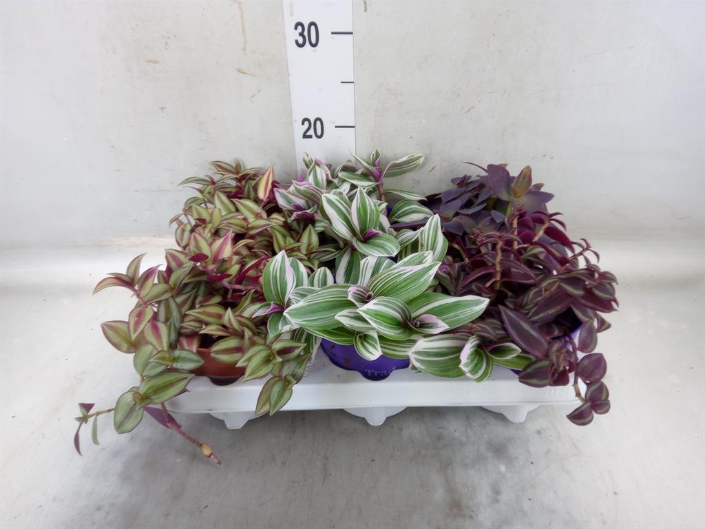 Горшечные цветы и растения оптом Tradescantia Mix от 6шт из Голландии с доставкой по России